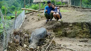 Wild boars Continue to give Birth - How Can we Raise Them?