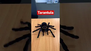 Tarantula toy