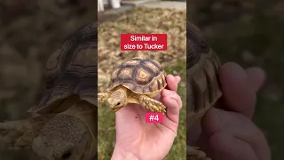 How Do I Tell The Baby Tortoises Apart?! 🤔🐢 #shorts #tortoise