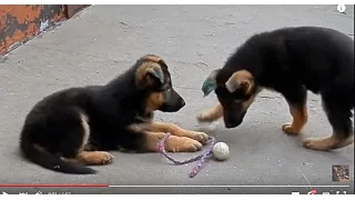 ВЕСЕЛЫЕ ЩЕНКИ немецкой овчарки 2 мес. Funny German Shepherd puppies. Одесса.