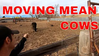 How to chase a mean cow.