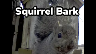 What Does A Squirrel Sound Like? | My Backyard Friends
