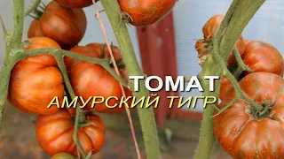 АМУРСКИЙ ТИГР! ОБЗОР СОРТОВ ТОМАТОВ! Советы от ЗЕЛЕНОГО ОГОРОДА!