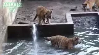 Funny Tiger Cubs Having Bath in Zoo [NEW HD VIDEO]
