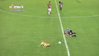 perro tumba a jugador argentino en partido de futbol