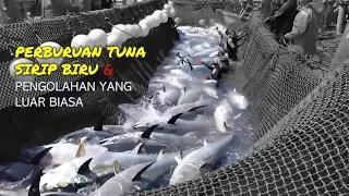 BERBURU TUNA SIRIP BIRU DAN PENGOLAHAN YANG LUAR BIASA