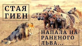 Вот что значит НАСТОЯЩИЙ ДРУГ...  Дикая природа. Смотреть до конца!