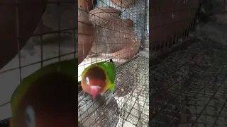 African Love Bird's / African Love Bird's Dancing #budgies #birds #lovebirds