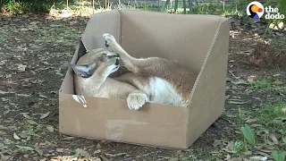 Big Cats Play With Boxes — And They Love Them | The Dodo