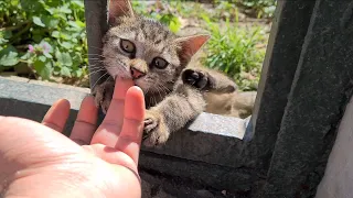 Very cute and playful little tabby Kitten.