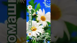 Юрий Шатунов-Ромашки🌼🌼🌼 #юрийшатунов #светлаяпамять