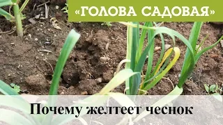 Голова садовая - Почему желтеет чеснок