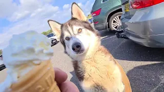 Husky gets given an ice cream as a treat