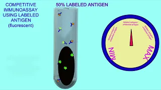 competitive immunoassay using fluorescent antigen