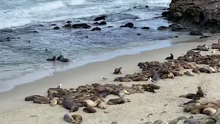 LaJolla Residents 1