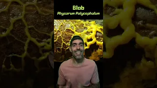 BLOB, o ser vivo mais estranho que existe! | Pidobiologia