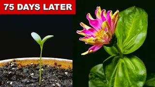 EPIC Zinnia Flower Time Lapse - 75 Days In 1 Minute!
