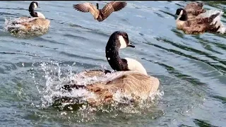 Geese Bathing | Goose Call, Feeding, Gosling And Bathing