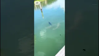 Shark and Alligator Interacting - Vía thedailygator