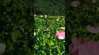 First time opium #poppy flower in YouTube shorts