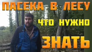 Как выбрать место под пасеку в лесу. Выбор места под пасеку и организация точек