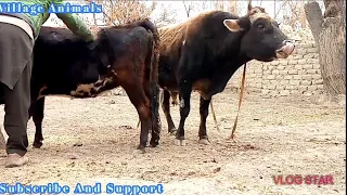 Cute 😜 Cow Meeting With Big Strong Bull | Village Animals |