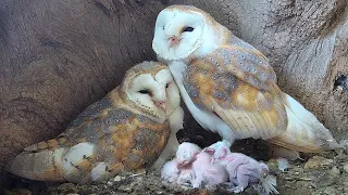 Barn Owl Dad so Devoted as Chicks Hatch | Gylfie & Finn | Robert E Fuller