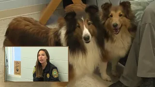 'Bizarre' dog situation stumps Virginia animal shelter
