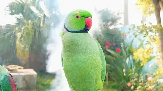 Talking Ringneck Parrot Chirping Sounds