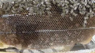 Работа на пасеке, пересаживаем пчёл 🐝 в новый улей ппу, проверка кормов, ищем матку.