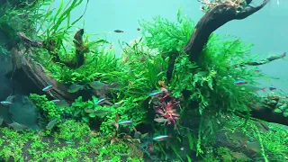 W120 Nature Aquarium - 2 weeks update