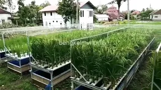 Mô hình trồng lúa công nghệ cao