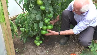 How to Grow Tomatoes and Cucumbers | Garden Ideas | Peter Seabrook