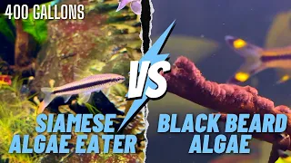 New Fish Added!!! Siamese Algae Eater Takes on Black Beard Algae!