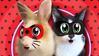 LadyBug and Cat Noir SEARCHING BOOKS! Miraculous ladybug (RABBIT BUFFY) and Chat Noir (Cat THE KIDS)