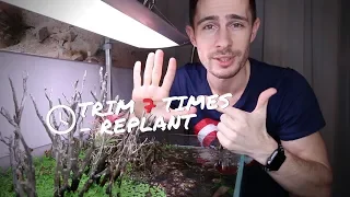 TAKASHI AMANO - how to trim a STEM PLANTS AQUARIUM  🍃✂️🌿