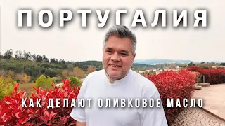 Как делают оливковое масло в Португалии