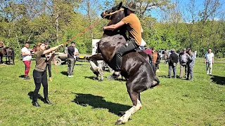 PESTE 200 DE CAI SEMIGREI,FRIZIENI SI ALTE RASE LA VARBILAU, 2024. #HORSE