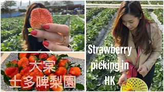 Strawberry picking in Hong Kong | Farm in Yuen Long | 摘士多啤梨 | 元朗 ｜3磅半🍓