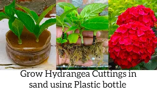Plant Hydrangea cuttings in sand with plastic bottles - With 100% success