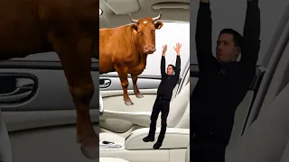 🤔КАК ВЫЖИТЬ, ЕСЛИ КОРОВА ЛЕЗЕТ В МАШИНУ🐮