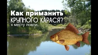 Как приманить крупного карася к точке ловли?