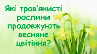 Які трав’янисті рослини продовжують весняне цвітіння?