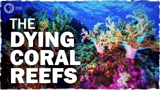 Coral Reefs Are Dying. Here's How We Can Save Them | Hot Mess 🌎