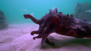 Cuttlefish eats fish alive.