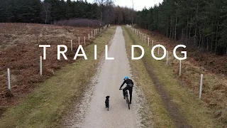 Training Inca to become the ultimate Mtb Trail Dog