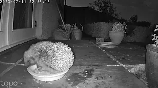 Hedgehog mating