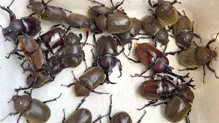 Beetle Festa 2022 A large number of Japanese rhinoceros beetles [Beetle and stag beetle]