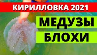 Кирилловка 2021. Есть ли  Медузы и Блохи в Азовском море?