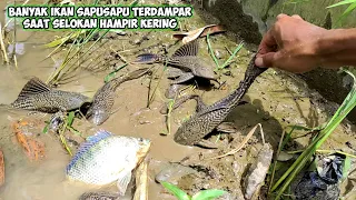 BANYAK IKAN SAPU SAPU TERDAMPAR SETELAH AIR SELOKAN MULAI SURUT